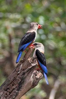 Grey-Headed Kingfishers