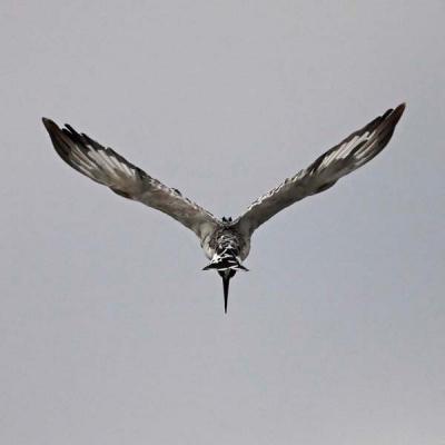 Pied Kingfisher (hovering)