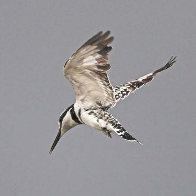 Pied Kingfisher (hovering)