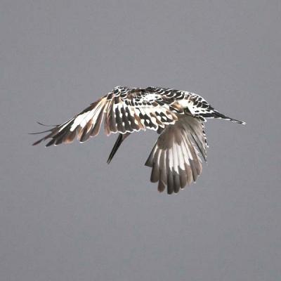 Pied Kingfisher (hovering)