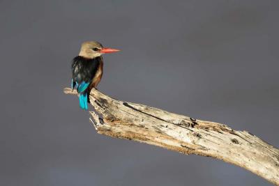 Grey-headed Kingfisher