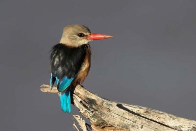 Grey-headed Kingfisher (close-up)