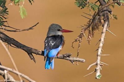 Grey-headed Kingfisher