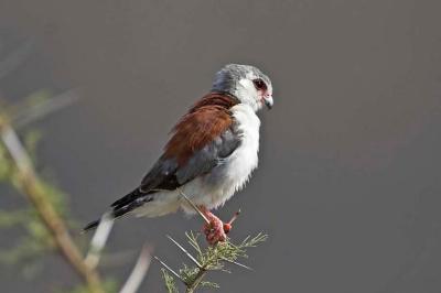 Pygmy falcon