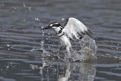 Pied Kingfisher, coming back up