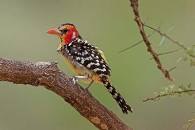 Red and Yellow Barbet
