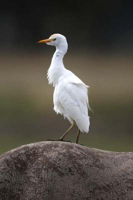 Cattle Egret on point