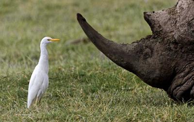 Cattle Egret face to face
