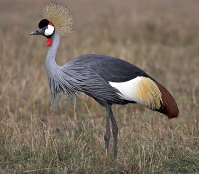 Kenya Bird Photos - Part 3
