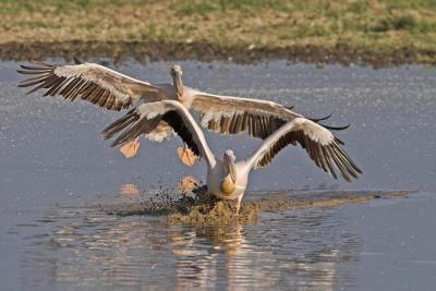 White Pelicans landing