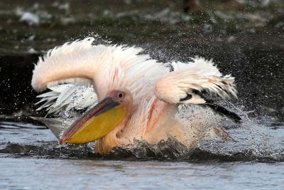 White Pelican landing