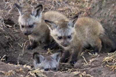 Bat-eared fox pups - coming out?