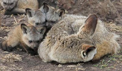 Bat-eared foxes - hide and seek