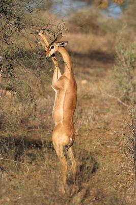 Gerenuk standing up