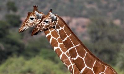 Two reticulated giraffes