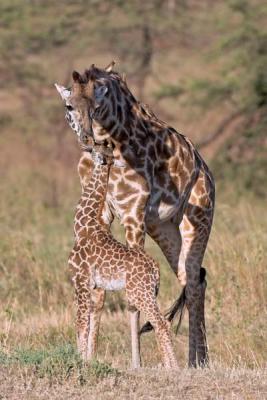 Giraffe and mom