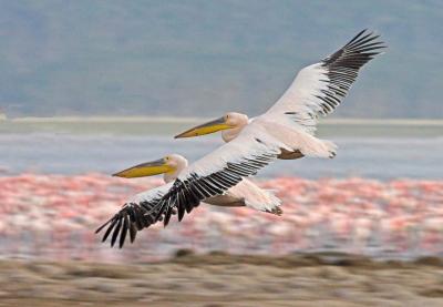 White Pelicans soaring