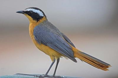 White-Browed Robin-Chat