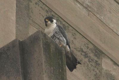 Peregrine Falcon on Bell Tower