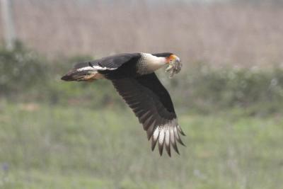 Crested Caracara w munchie