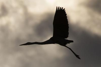 GBH silhouette