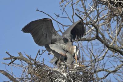 Her nape caught in his bill