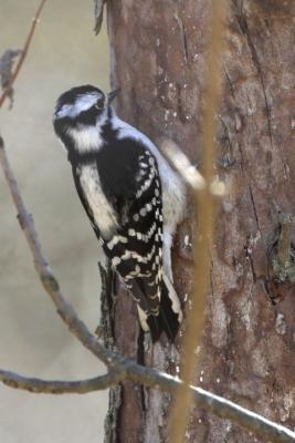 Downy (?) Woodpecker