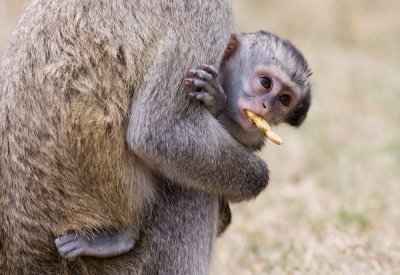 Baby vervet w/ snack