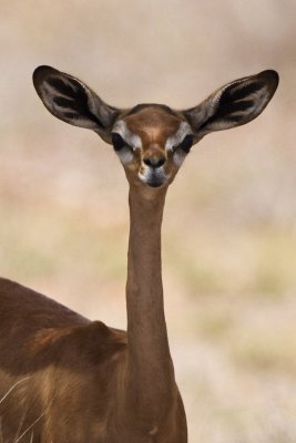 Genenuk juvenile