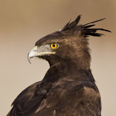 Long-crested eagle