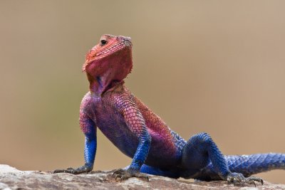 Agama lizard (male)