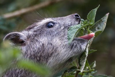 Rock hyrax