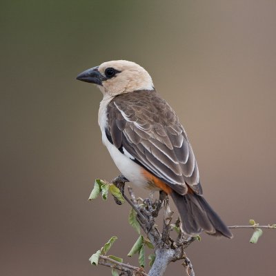 White-Headed Buffalo Weaver