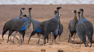 Vulturine Guineafowl