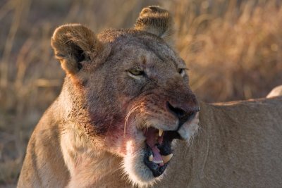 Lionness at a dawn kill