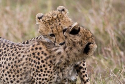 Cheetah cubs, practicing death grip