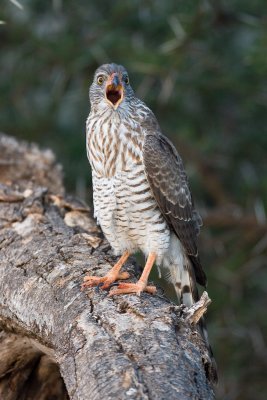 Gabar Goshawk