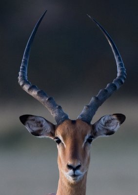 Impala head shot