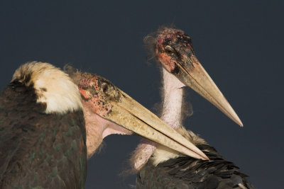 Marabou Storks, mutual grooming