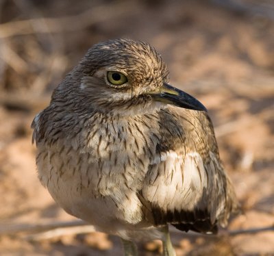 Water Thick-Knee