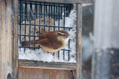 Mystery wren, image 1