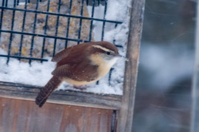 Mystery wren, image 2