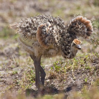 Adorable Ostrich chick