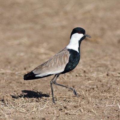 Spur-winged Plover