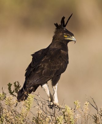 Long-crested Eagle