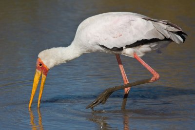 Yellow-billed stork