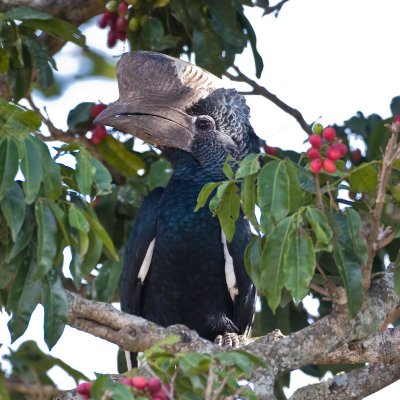 Black-and-white-casqued Hornbill