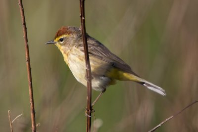 Palm Warbler