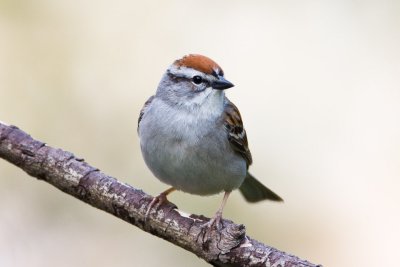 Chipping Sparrow