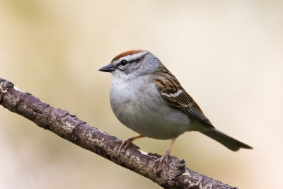 Bird photos, various excuses, Ann Arbor, 2007